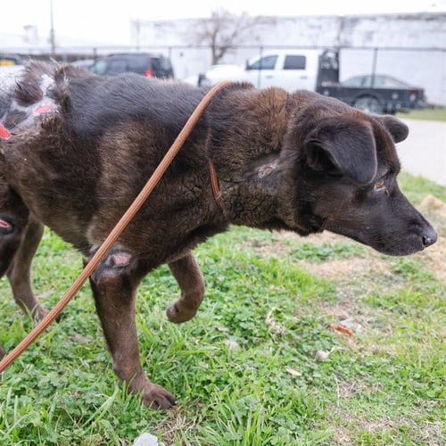 Photo of Queenie, adoptable senior Labrador Retriever in Waco, Texas