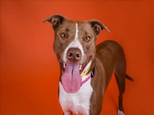 Photo of Nala, adoptable senior Pit Bull Terrier in West Palm Beach, Florida