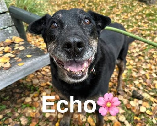 Photo of Echo, adoptable senior Rottweiler in Anchorage, Alaska