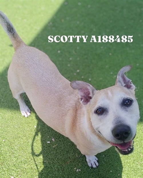 Photo of Scotty, adoptable senior Dachshund in Pasadena, Texas