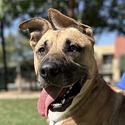 Photo of Charlton, adoptable senior Shepherd (Unknown Type) in Dublin, California