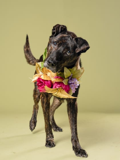 Photo of Alice, adoptable senior dog in Atlanta, Georgia