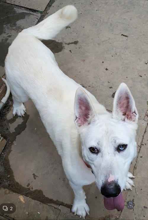 Snow White ("Snowy"), adoptable senior Bull Terrier in Winston Salem, NC