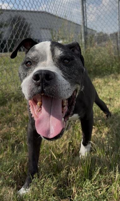Photo of Festus, adoptable senior Boxer in Rosenberg, Texas