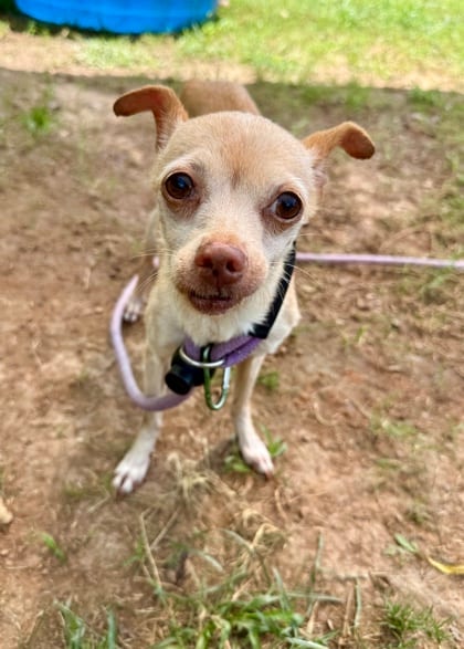 Photo of Clarice, adoptable senior dog in Chamblee, Georgia