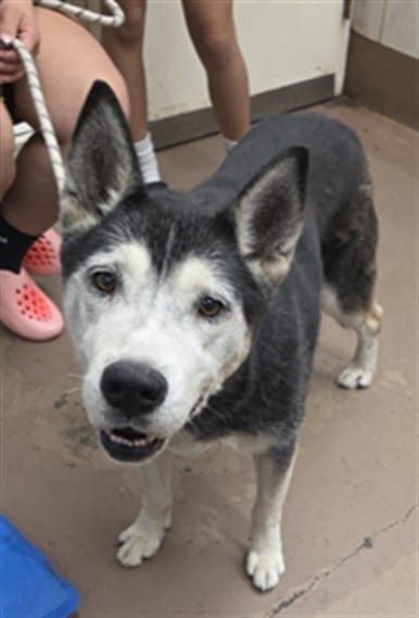 Photo of Scrappy, adoptable senior Siberian Husky in Chicago, Illinois
