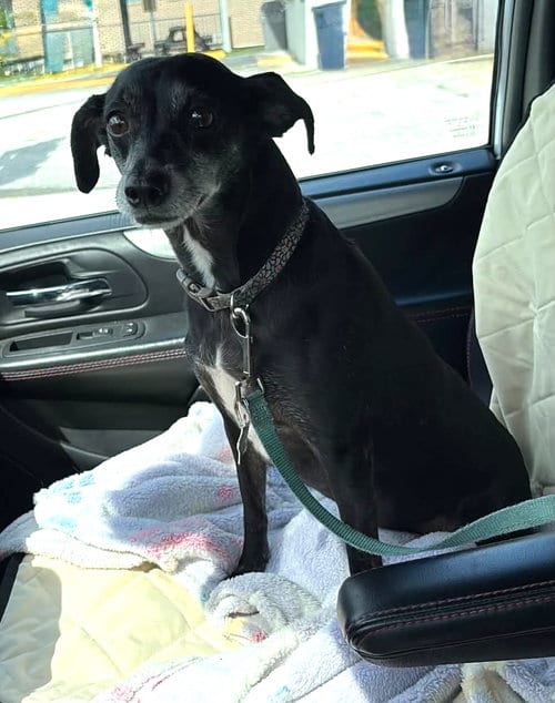 Photo of Bella Beauty, adoptable senior Italian Greyhound in Palatka, Florida