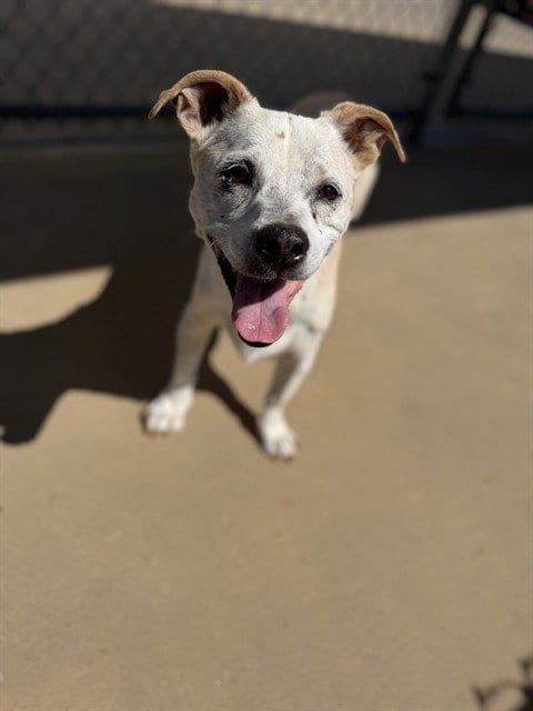 Photo of Caesar, adoptable senior Terrier in Chula Vista, California