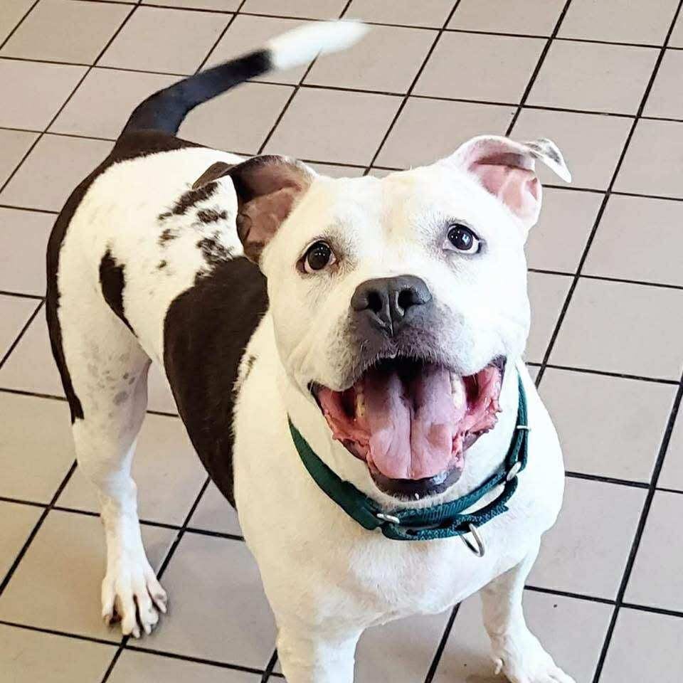 Photo of Lilly Claire, adoptable senior Terrier, American Pit Bull / Mixed Breed (Medium) in Whitestone, New York
