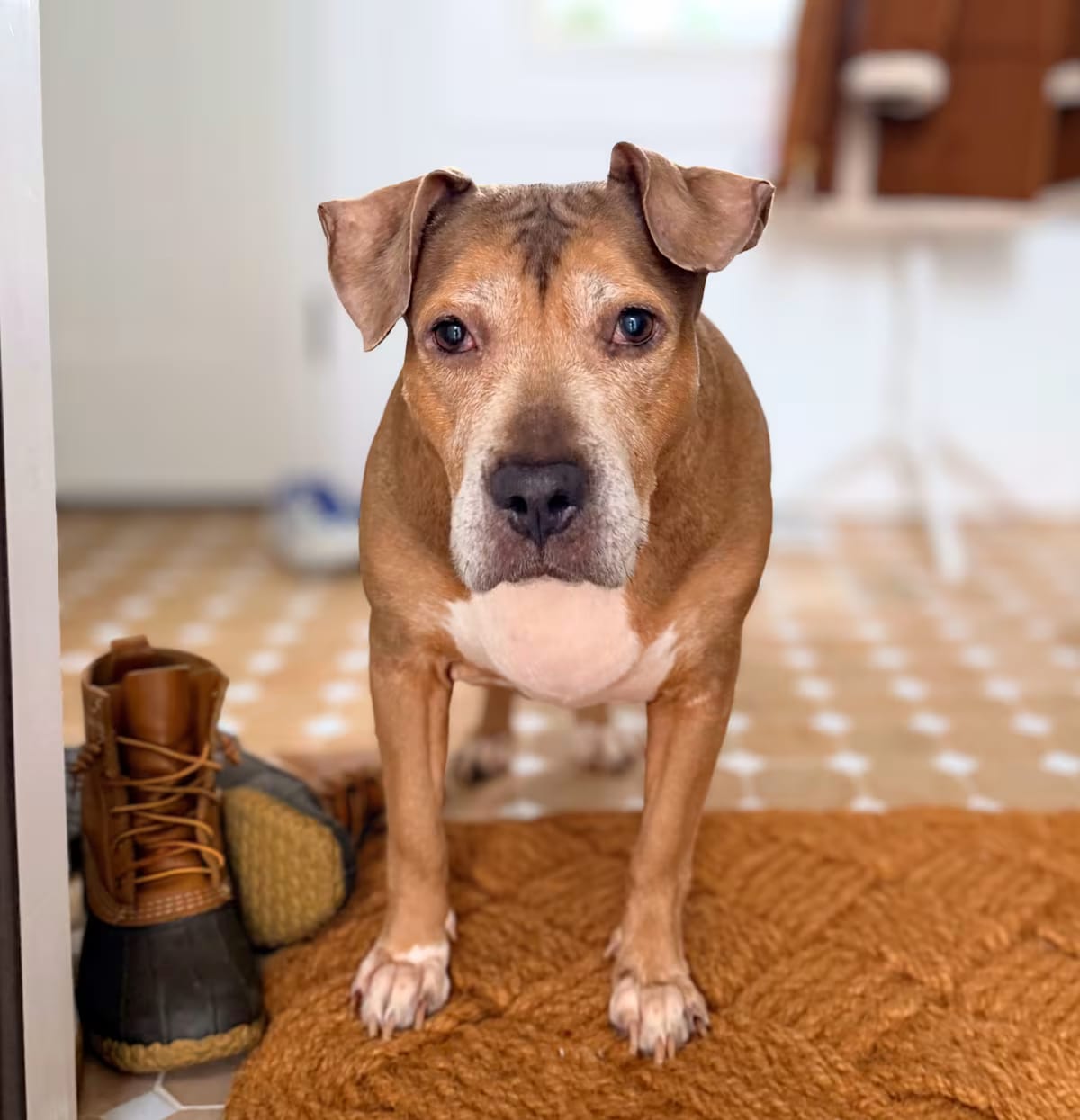 Photo of Golden Hour, adoptable senior Pit Bull Terrier in New York, New York