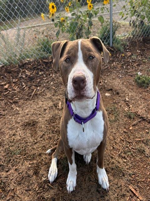 Photo of Millani, adoptable senior American Pit Bull Terrier in Denver, Colorado