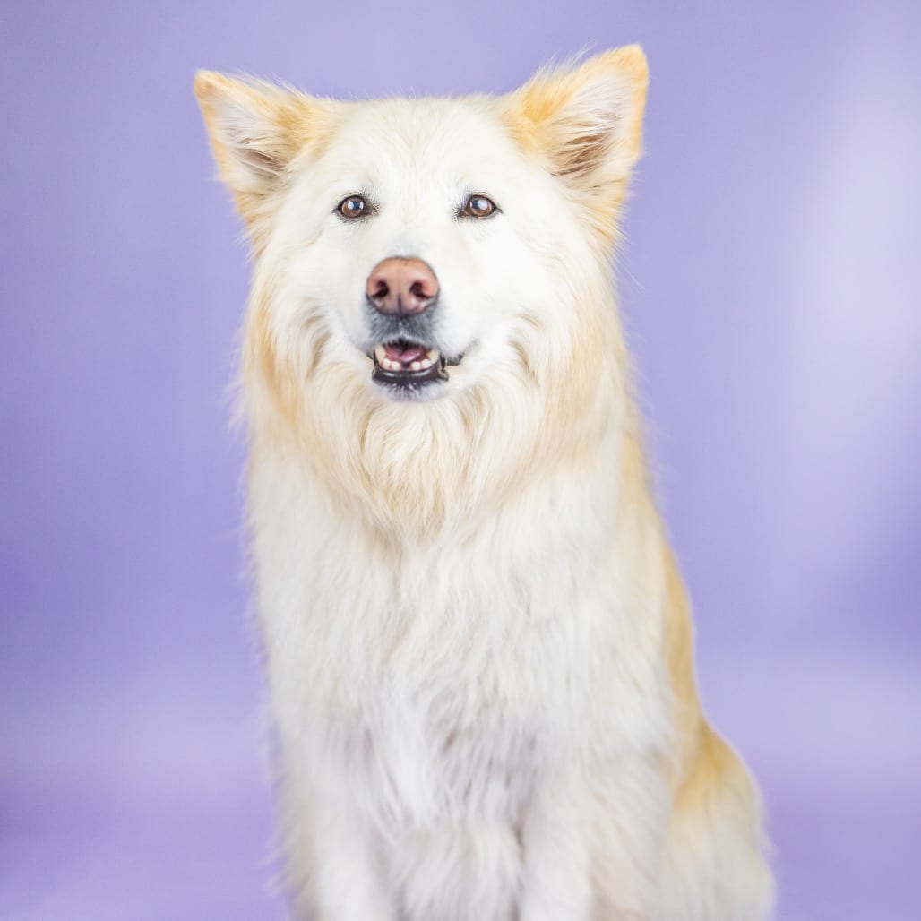 Photo of Bailey, adoptable senior Husky / Mixed Breed (Large) in Portland, Oregon