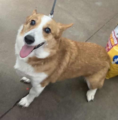 Photo of Sora, adoptable senior Pembroke Welsh Corgi in Dallas, Texas