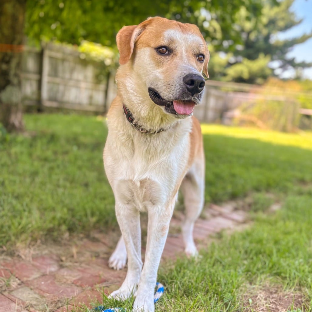 Photo of Happy, adoptable senior Retriever, Labrador / Pyrenees, Great in Ohio, Ohio