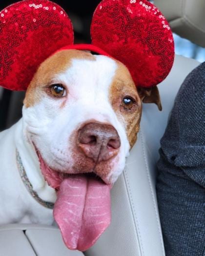 Photo of Leah *In Foster, adoptable senior dog in Auburn, Washington