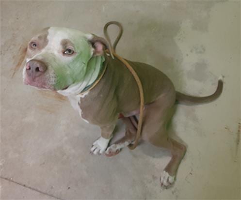 PIG PEN, adoptable senior Bulldog in Green Cove Springs, FL