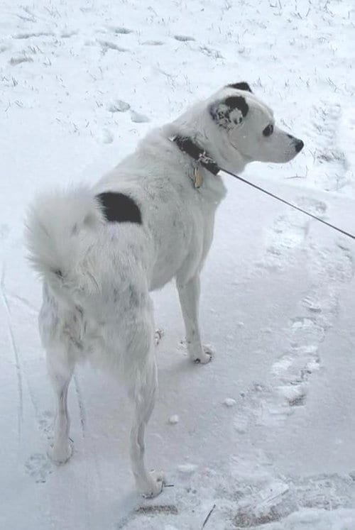 Photo of Spot - Senior Girl, adoptable senior Jack Russell Terrier in Rootstown, Ohio