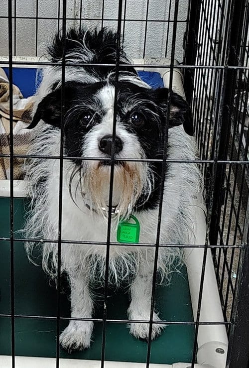 Photo of Dash and Bijou, adoptable senior Bichon Frise in Mukwonago, Wisconsin