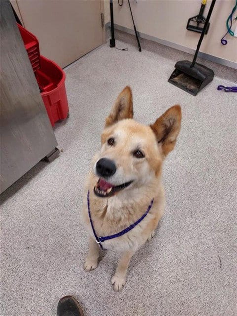 Photo of Chewie, adoptable senior Akita in Elk Grove, California