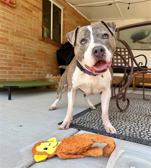 Photo of Leela, adoptable senior American Pit Bull Terrier in Fort Collins, Colorado