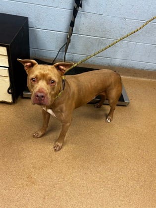 Photo of Darnell, adoptable senior dog in Chamblee, Georgia