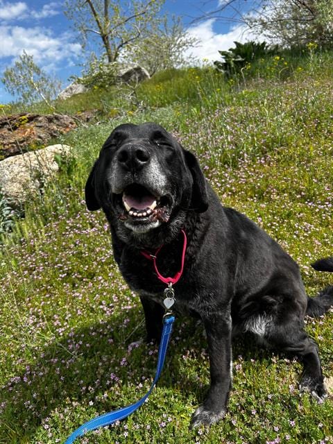 Photo of Pal, adoptable senior Labrador Retriever in Fruit Heights, Utah