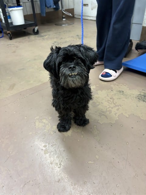 Photo of Cardi, adoptable senior Maltese in Chicago, Illinois