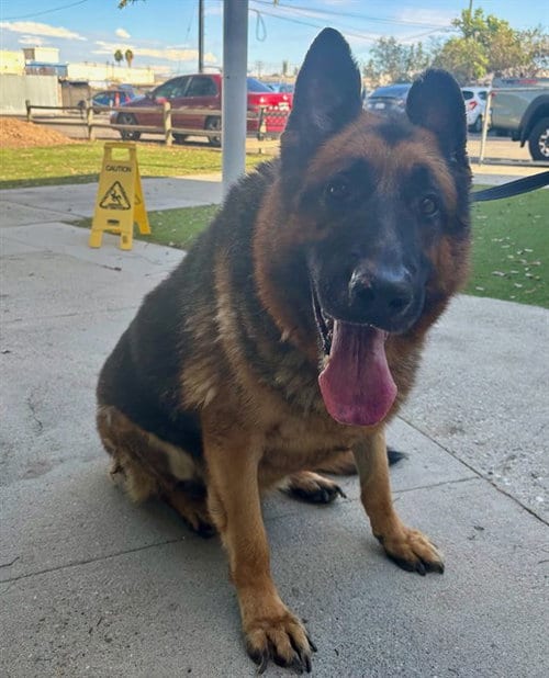 Photo of Jed Vera, adoptable senior German Shepherd Dog in Baldwin Park, California