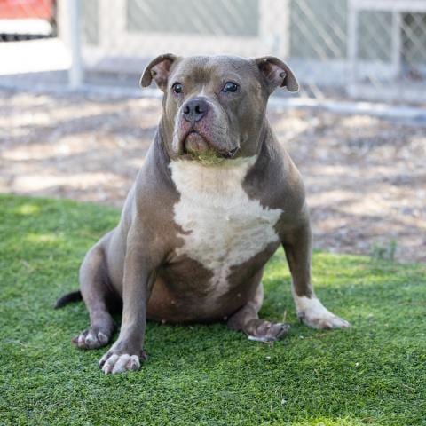 Photo of Keeley, adoptable senior Pit Bull Terrier in Camarillo, California