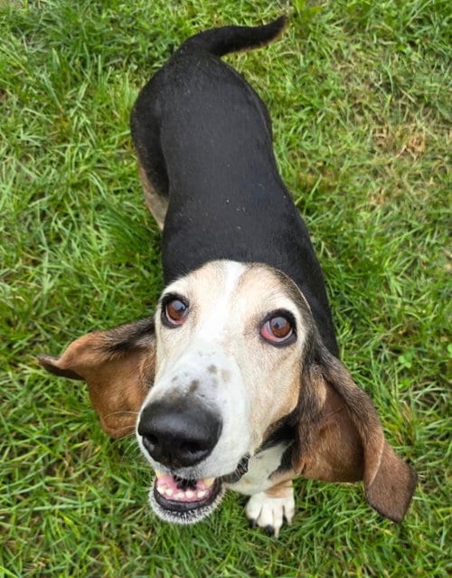 Photo of Rosey, adoptable senior Basset Hound in Brookville, Ohio