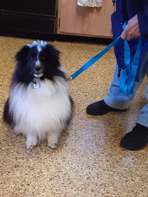 Photo of Lilly, adoptable senior Shetland Sheepdog Sheltie in Columbus, Ohio