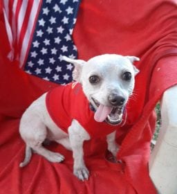 Photo of Noveno, adoptable senior Chihuahua in Missouri City, Texas