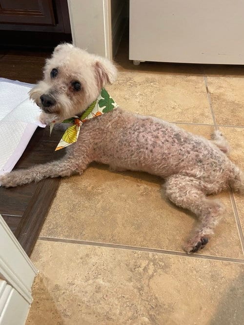 Photo of Cotton Ball, adoptable senior Bichon Frise in oakland, Florida