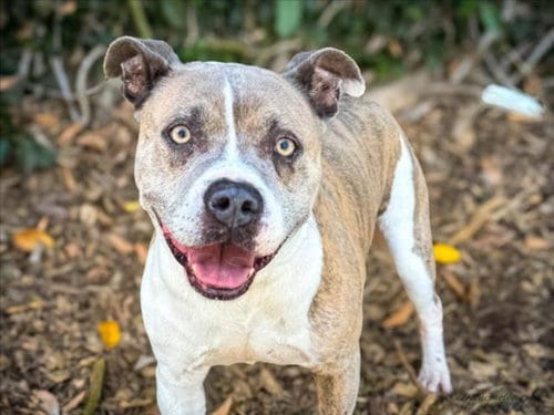 Photo of Homer, adoptable senior Pit Bull Terrier in San Pedro, California