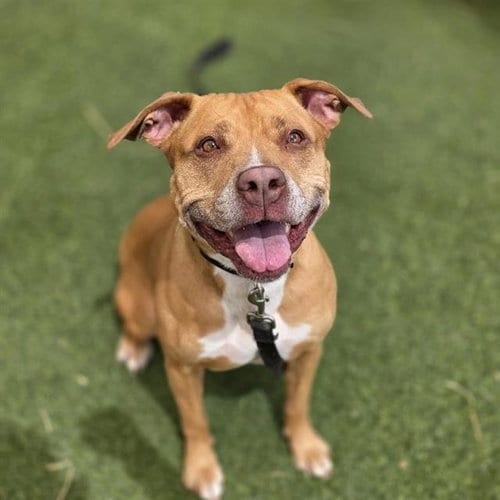 Photo of Bella, adoptable senior Pit Bull Terrier in Las Vegas, Nevada
