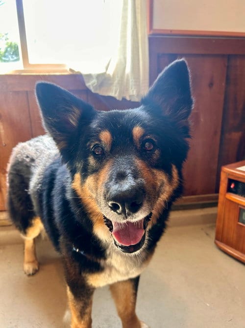 Photo of Precious, adoptable senior German Shepherd Dog in Petaluma, California