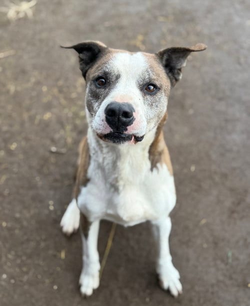 Photo of Arlow, adoptable senior Pit Bull Terrier in Yreka, California