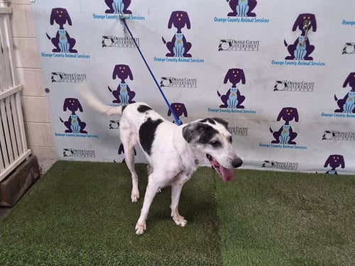 Photo of Nadia, adoptable senior Labrador Retriever in Orlando, Florida
