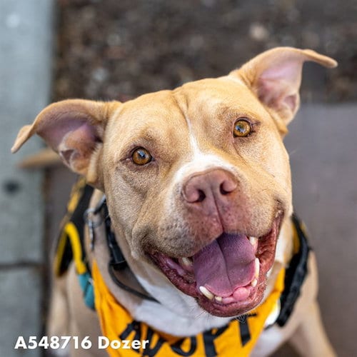 Photo of Dozer, adoptable senior Pit Bull Terrier in Sacramento, California