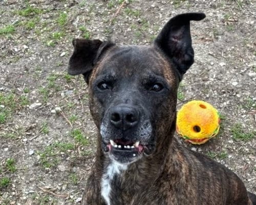 Photo of Dorothy, adoptable senior Mountain Cur in Anniston, Alabama