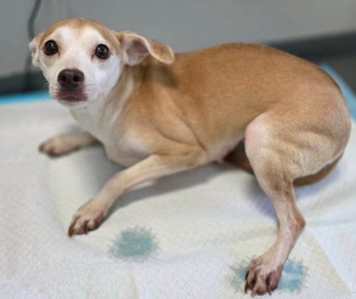 Photo of Darci (AL), adoptable senior Chihuahua in New York, New York