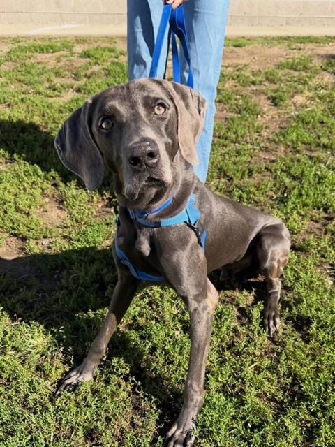 Photo of Percy, adoptable senior Weimaraner in Boston, Massachusetts