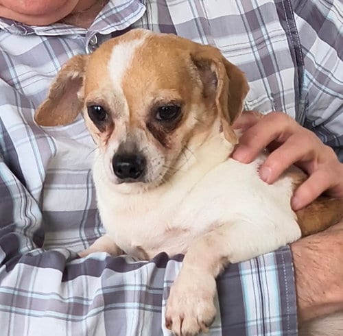 Photo of Sparky, adoptable senior Dachshund in Baileyton, Alabama