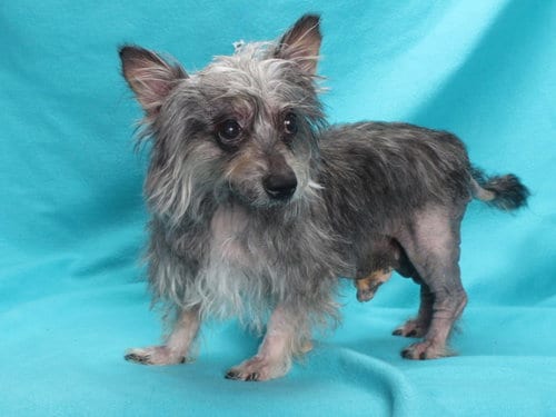 Photo of Teddy, adoptable senior Terrier in Burbank, California