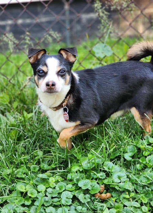 Photo of Deek, adoptable senior Chihuahua in Utica, Michigan