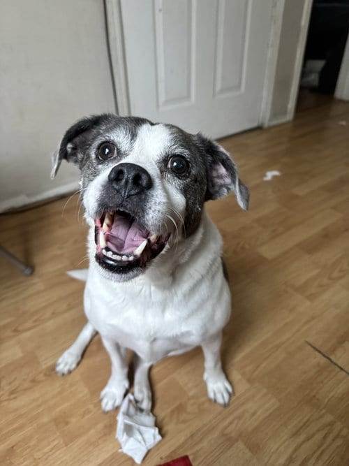 Photo of Brandi Barnwell, adoptable senior Pug in Rockaway, New Jersey