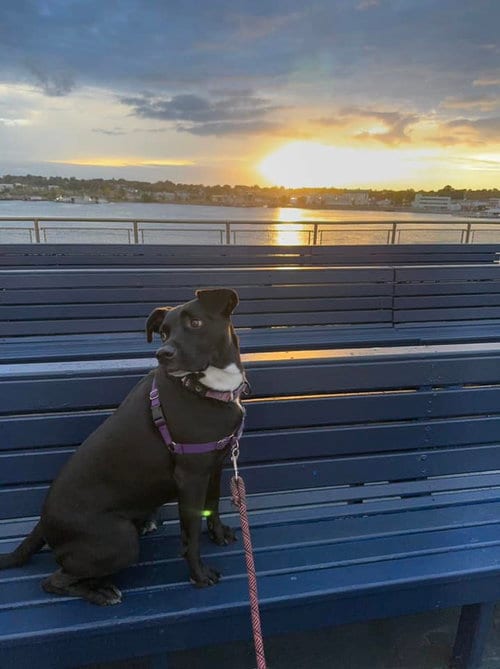 OREO, adoptable senior Labrador Retriever in Holbrook, NY