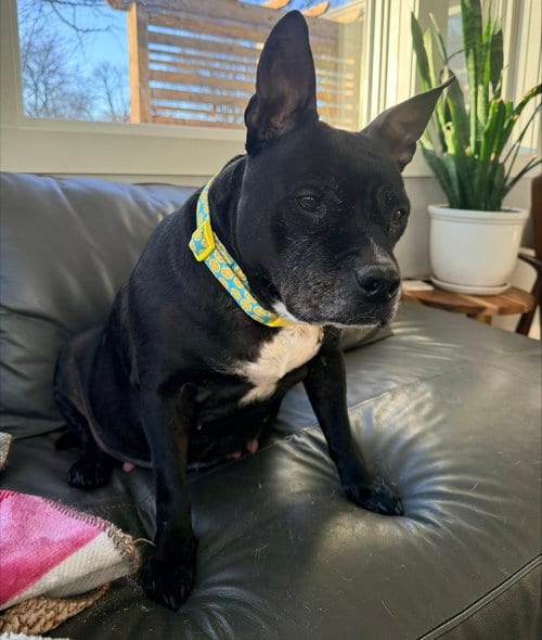 Photo of Torta, adoptable senior Pit Bull Terrier in Princeton, Minnesota