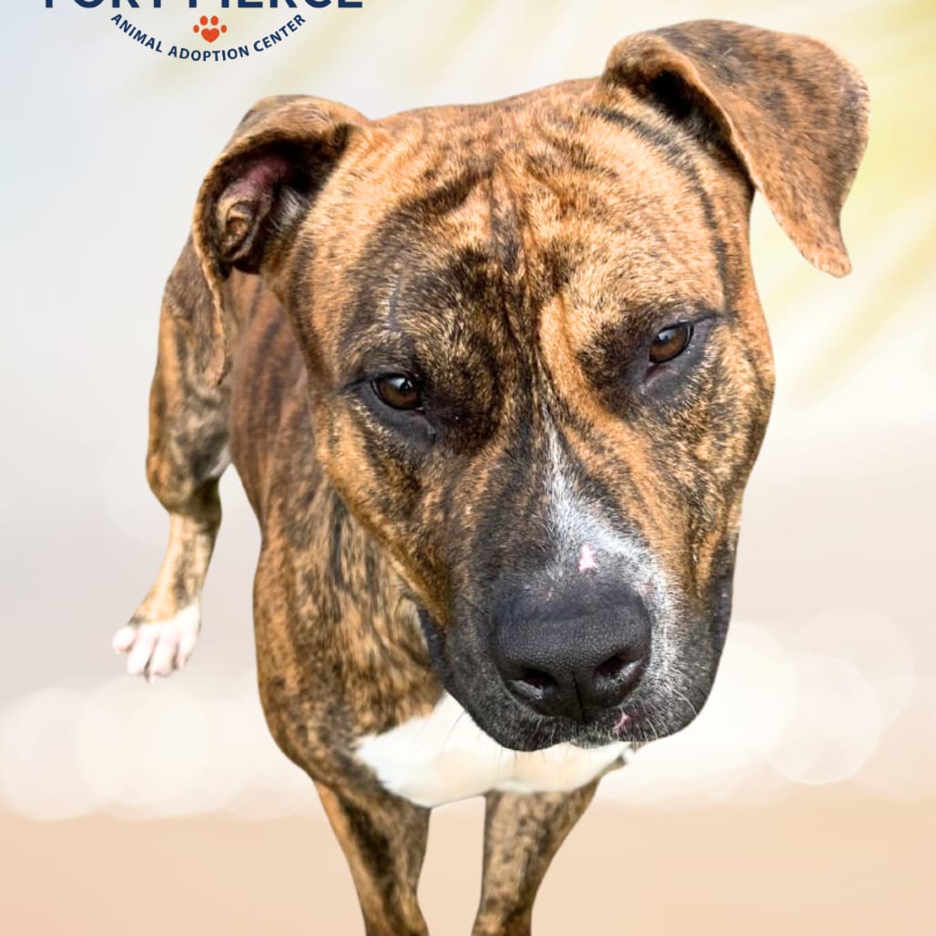 Photo of Drako, adoptable senior Terrier, Pit Bull in Fort Pierce, Florida