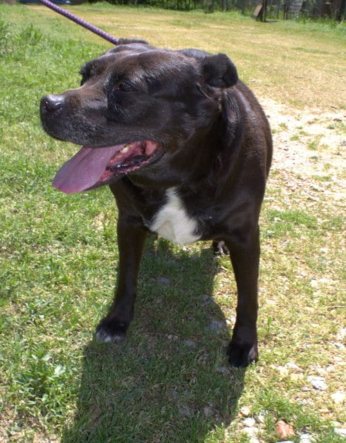 Jasmine, adoptable senior Terrier in Jackson, MS